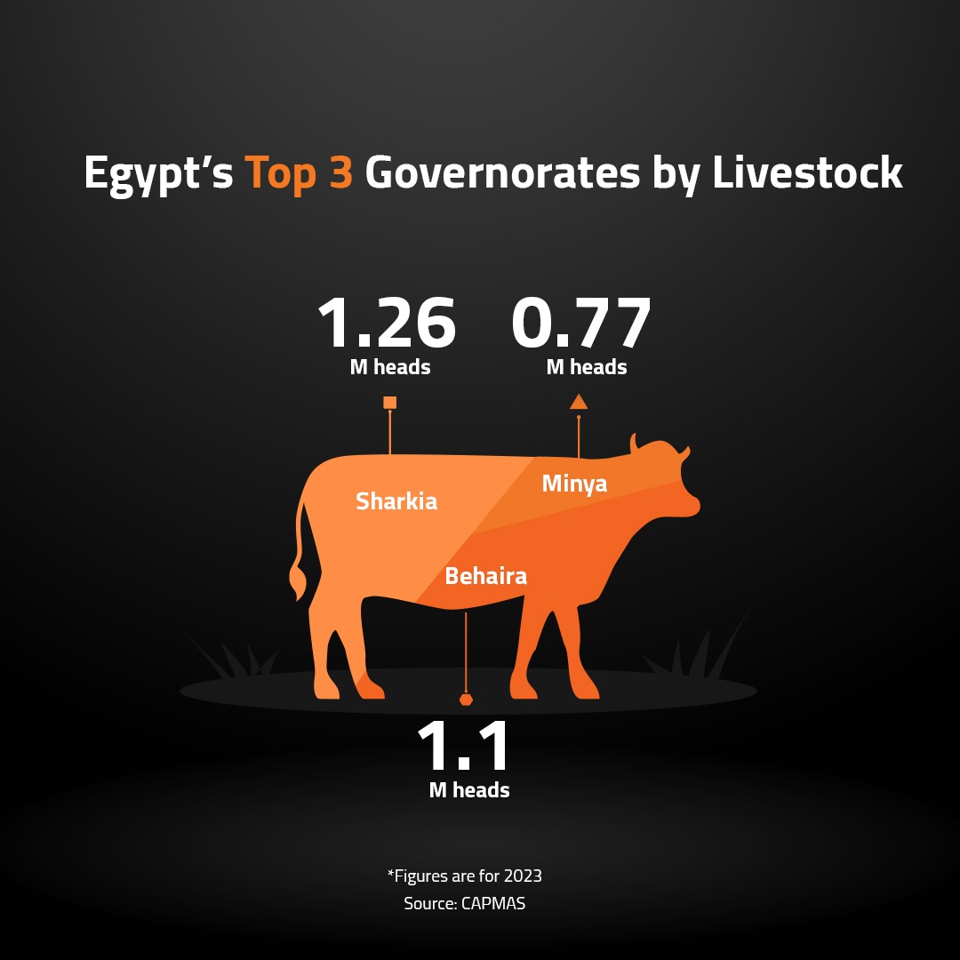 Egypt’s Top 3 Governorates by Livestock 